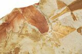 Fossil Seed Fern (Glossopteris) Plate - Australia #321024-2